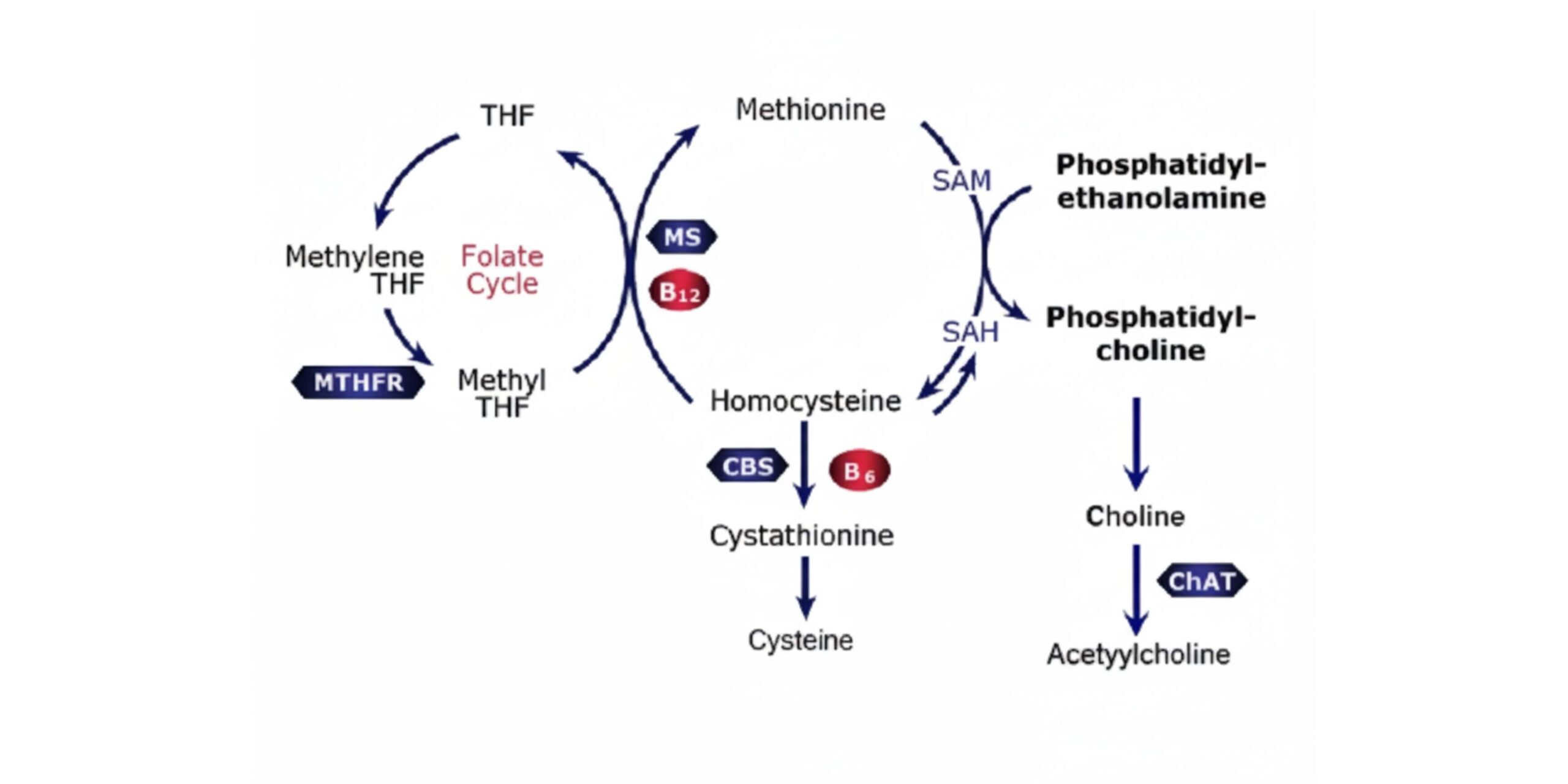 Homocysteine and Methylation