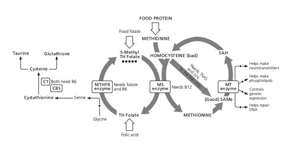 The Methionine Cycle and Homocysteine Metabolism graph. Homocysteine and methylation