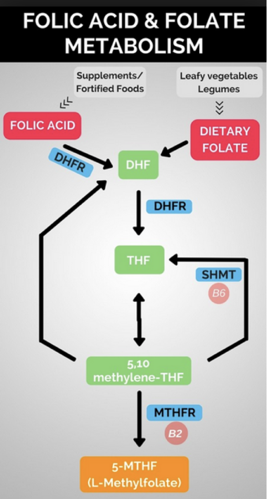 folic acid and folate metabolism diagram
